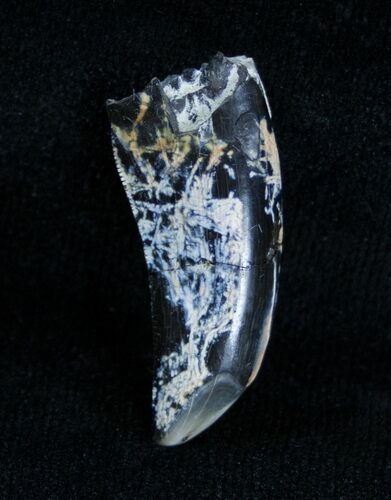 Tyrannosaur Tooth - Two Medicine Formation #3861